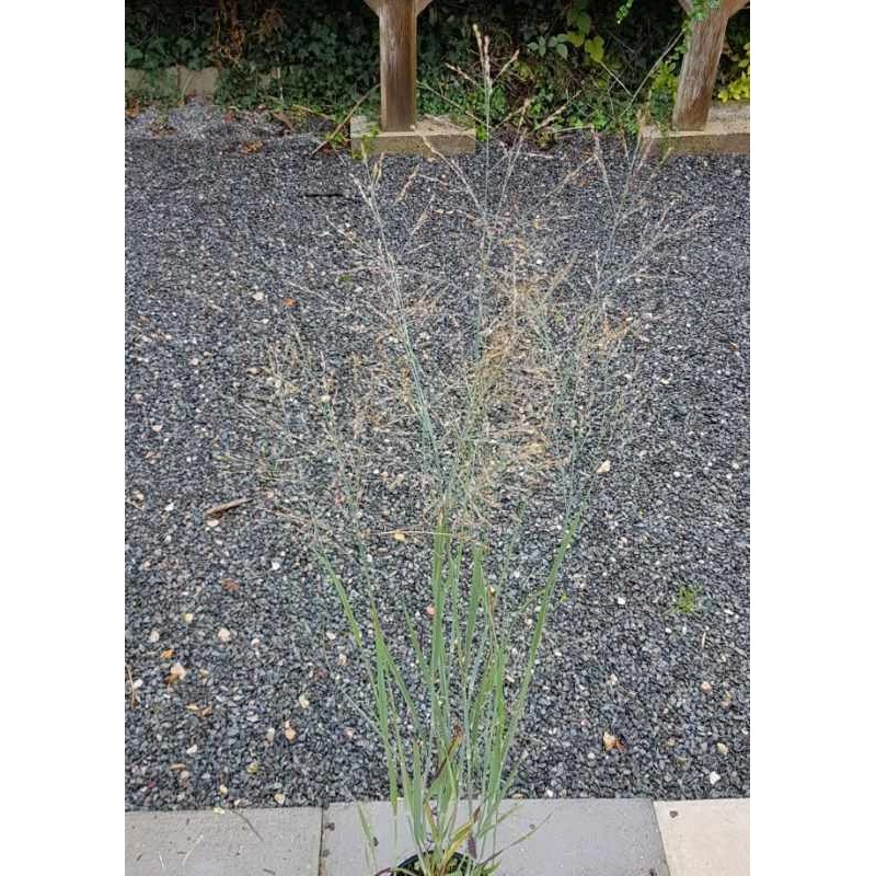 Panicum virgatum 'Heavy Metal'