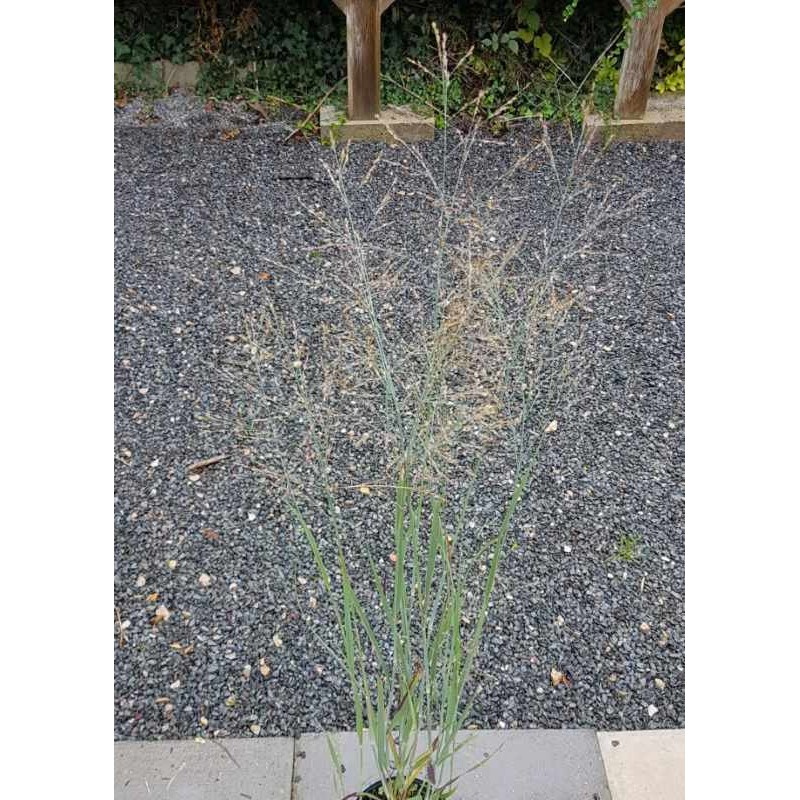 Panicum virgatum 'Heavy Metal' Panicum virgatum 'Heavy Metal'