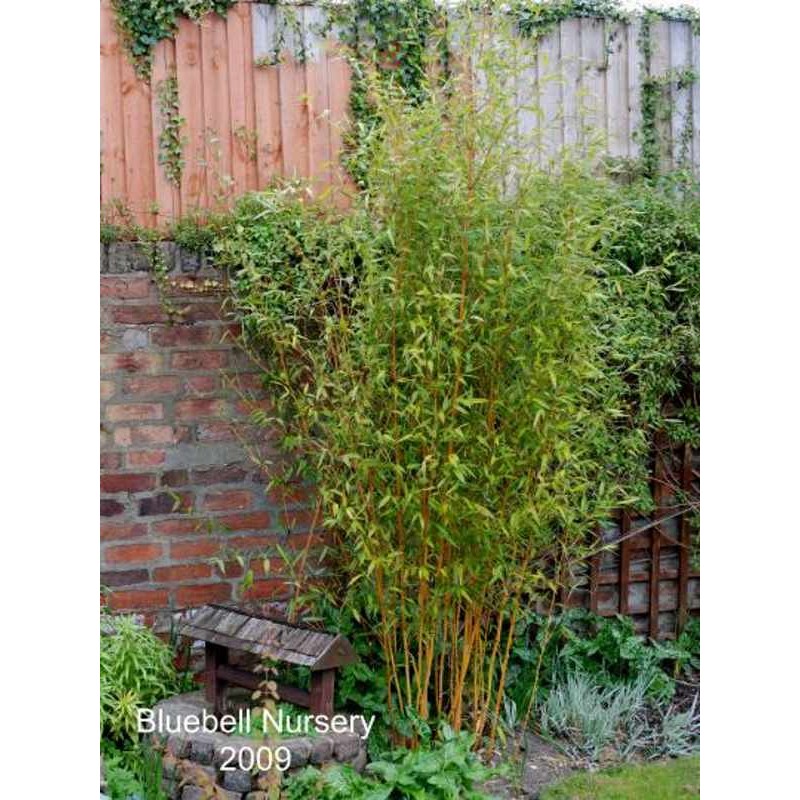 Phyllostachys aurea