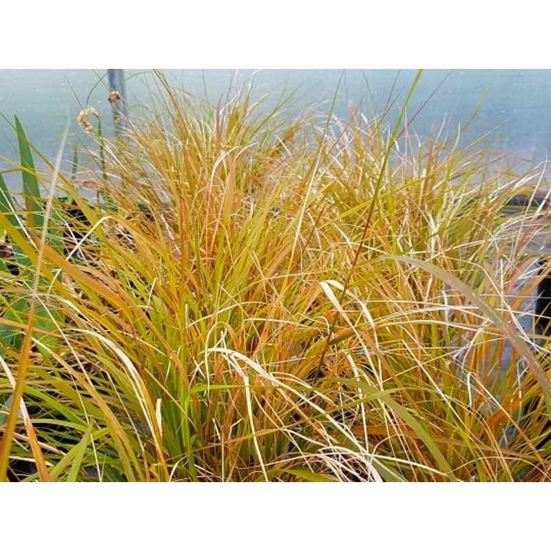 Stipa arundinacea Stipa arundinacea