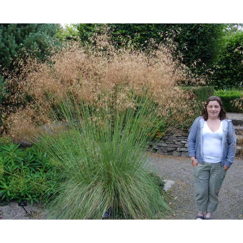 Stipa gigantea