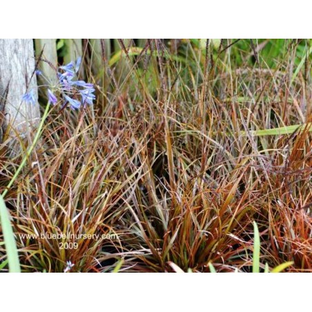 Uncinia rubra Uncinia rubra