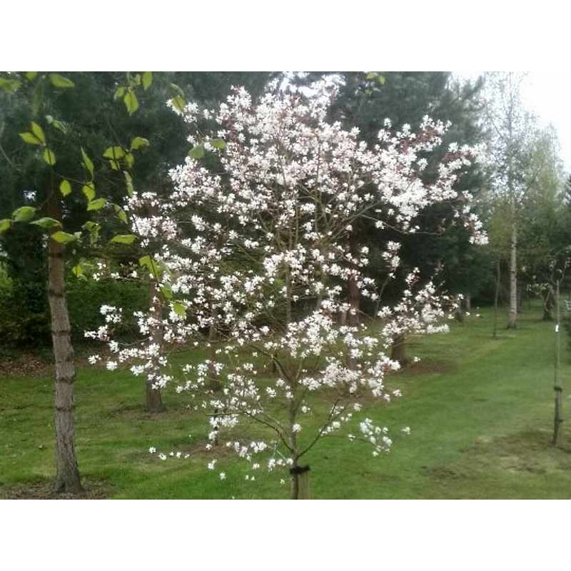 Amelanchier 'La Paloma'