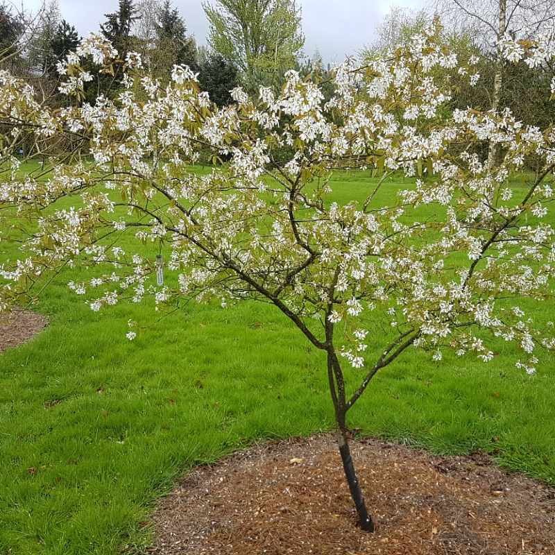 Amelanchier x grandiflora 'Princess Diana' - spring flowers