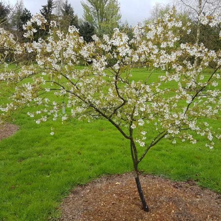 Amelanchier x grandiflora 'Princess Diana' - spring flowers Amelanchier x grandiflora 'Princess Diana' - spring flowers