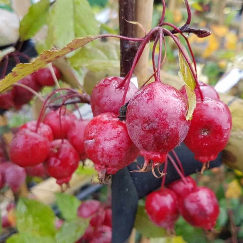 Malus 'Red Obelisk' Malus 'Red Obelisk'