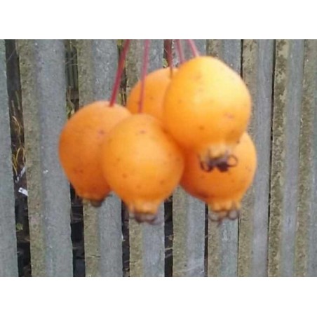 Malus 'Comtesse de Paris' Malus 'Comtesse de Paris'