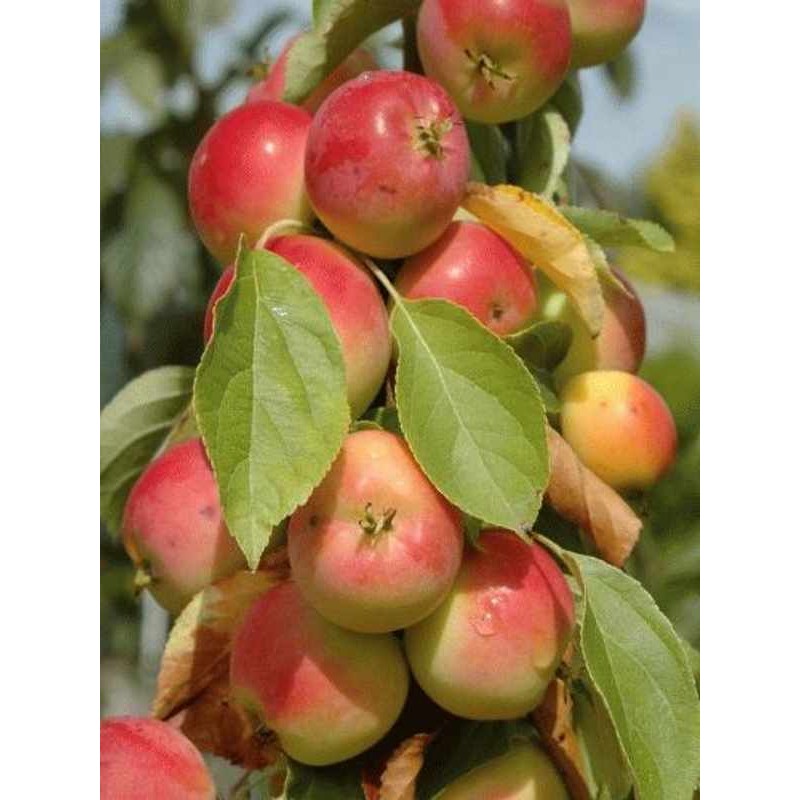 Malus 'Jelly King'