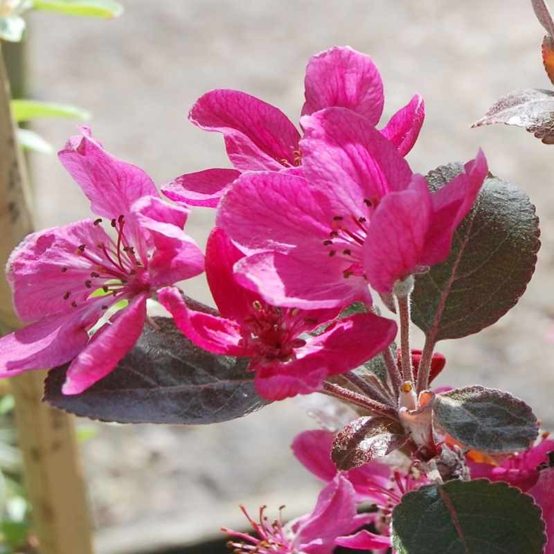 Malus x 'Harry Baker'