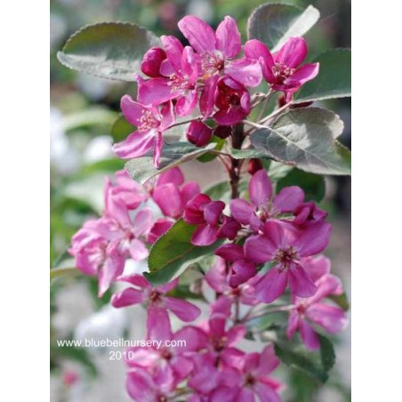Malus x 'Harry Baker'