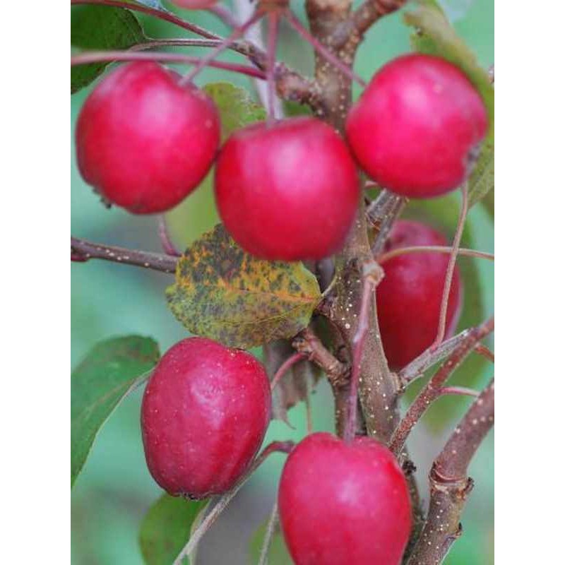 Malus x 'Harry Baker'