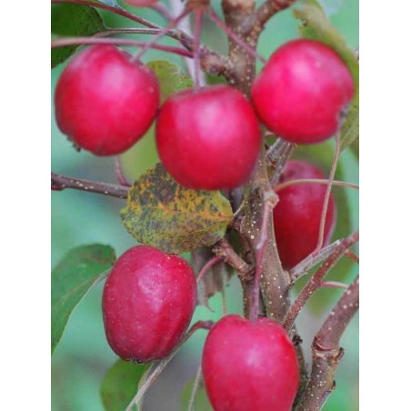 Malus x 'Harry Baker' Malus x 'Harry Baker'