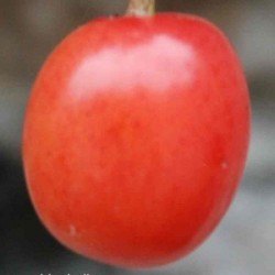 Prunus cerasus 'Morello'