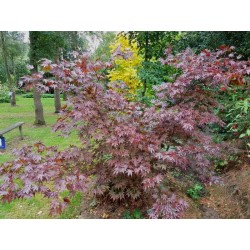 Acer palmatum 'Fireglow'