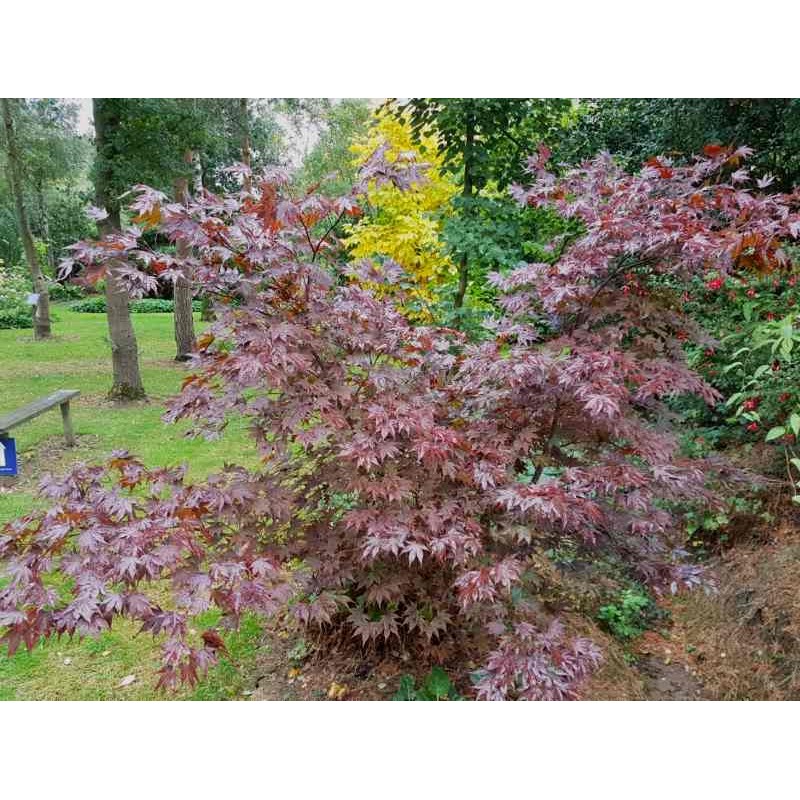 Acer palmatum 'Fireglow'