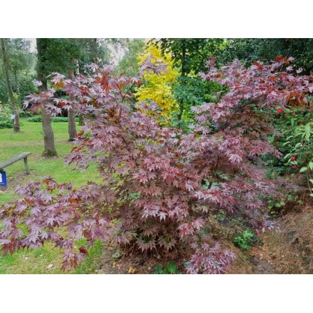 Acer palmatum 'Fireglow' Acer palmatum 'Fireglow'
