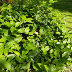 Gaultheria shallon - foliage