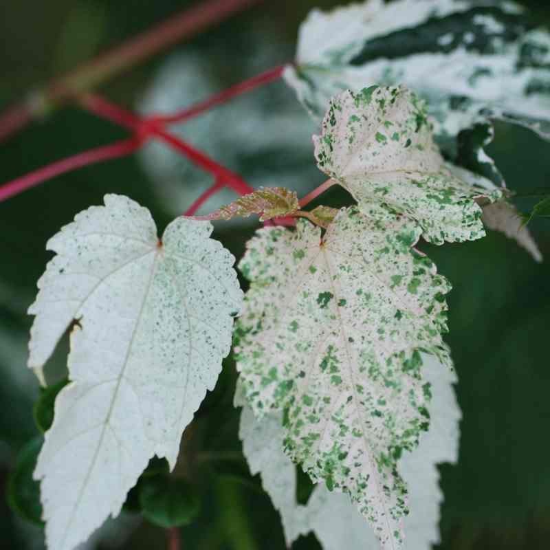 Acer x conspicuum 'Silver Cardinal' Acer x conspicuum 'Silver Cardinal'