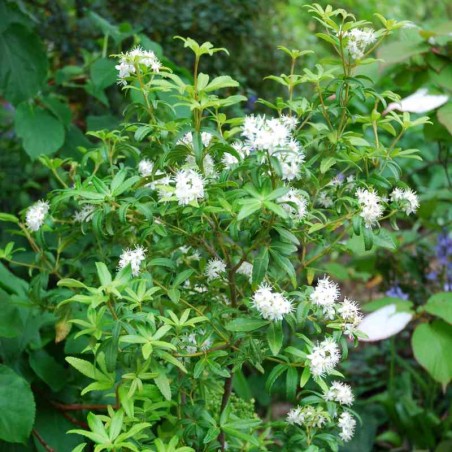 Acradenia frankliniae Acradenia frankliniae