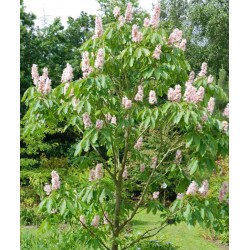 Aesculus indica 'Sidney Pearce'