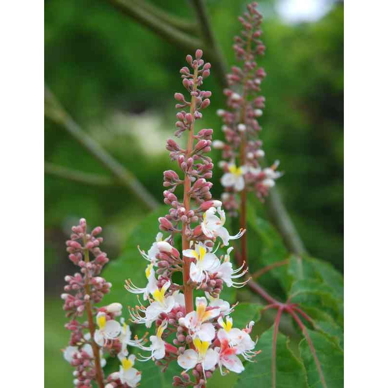 Aesculus indica 'Sidney Pearce'