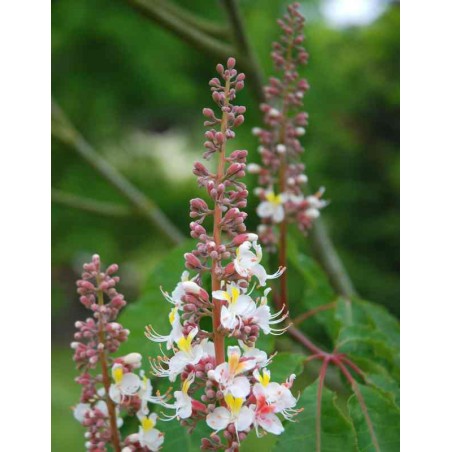 Aesculus indica 'Sidney Pearce'