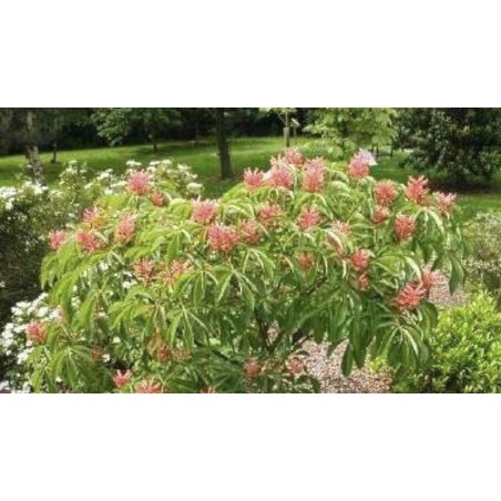 Aesculus pavia 'Koehnei' - established plant flowering in Spring Aesculus pavia 'Koehnei' - established plant flowering in Spring