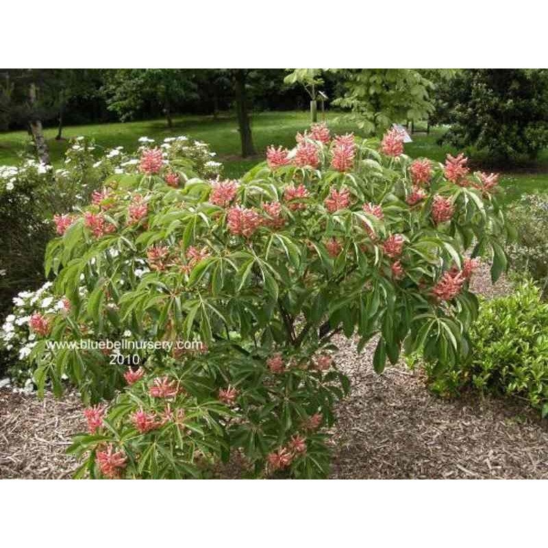 Aesculus pavia 'Koehnei'