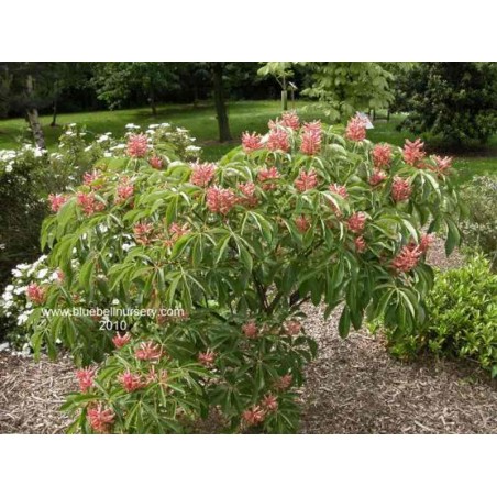 Aesculus pavia 'Koehnei' Aesculus pavia 'Koehnei'