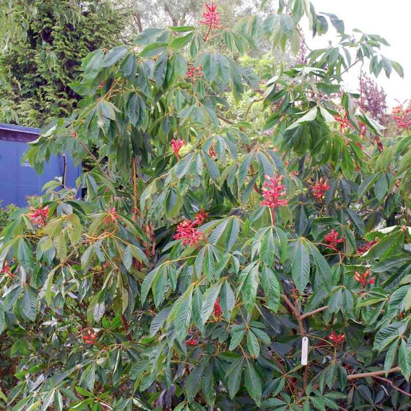 Aesculus pavia 'Splendens' Aesculus pavia 'Splendens'