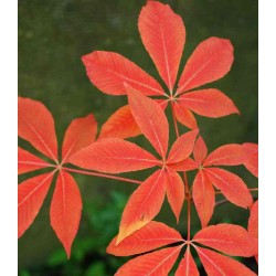 Aesculus x neglecta 'Autumn Fire'