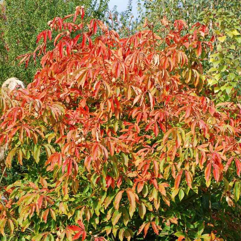 Aesculus x neglecta 'Autumn Fire'