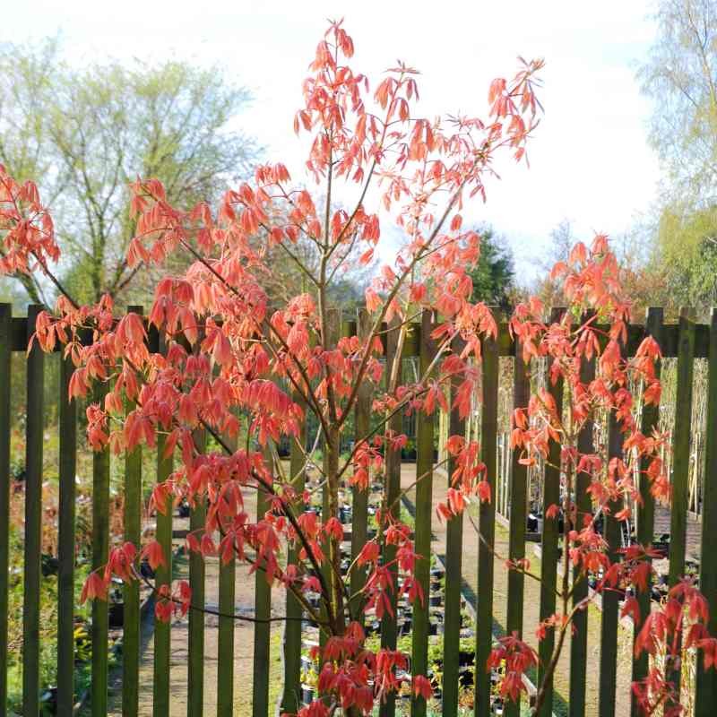 Aesculus x neglecta 'Erythroblastos'