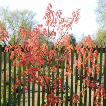 Aesculus x neglecta 'Erythroblastos'