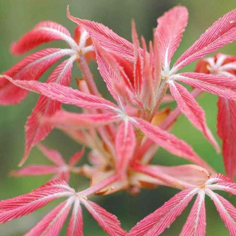 Aesculus x neglecta 'Erythroblastos' Aesculus x neglecta 'Erythroblastos'
