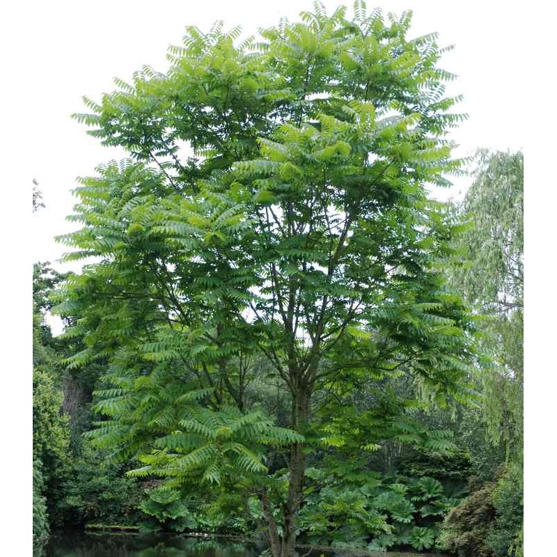 Ailanthus altissima Ailanthus altissima