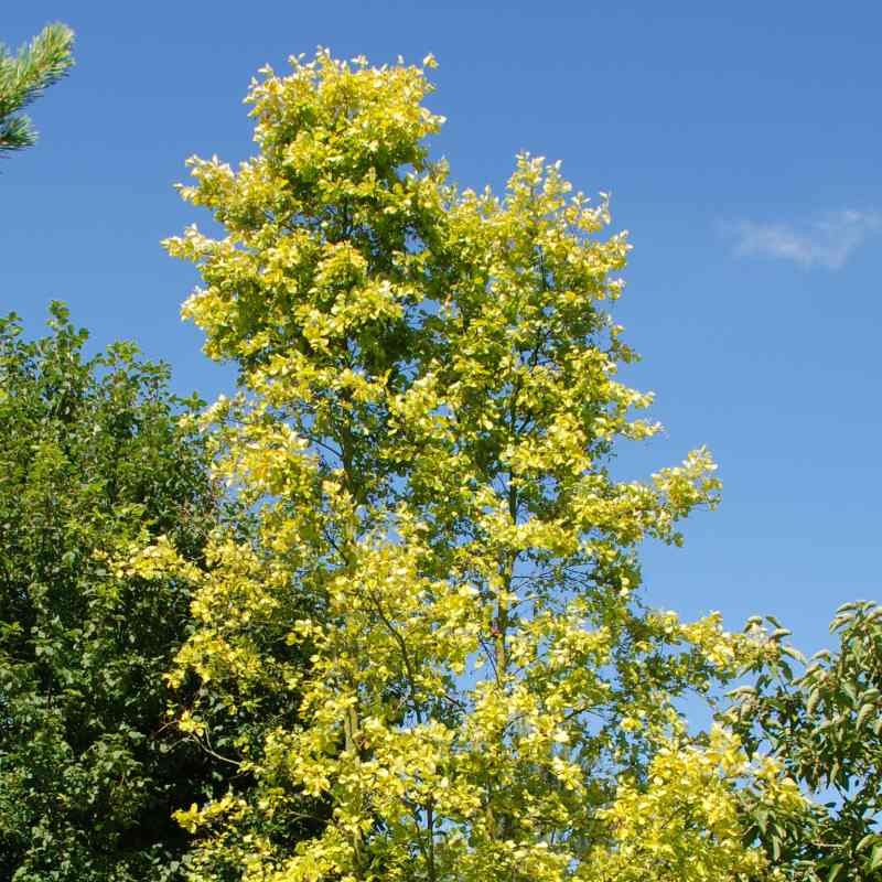Alnus incana 'Aurea' - established tree