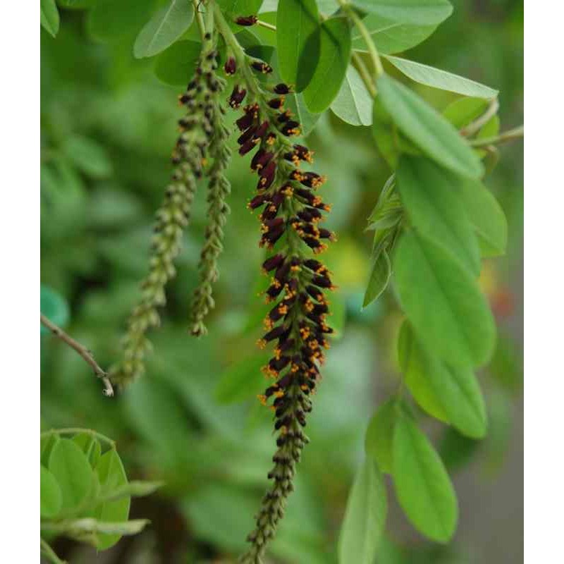 Amorpha fruticosa Amorpha fruticosa