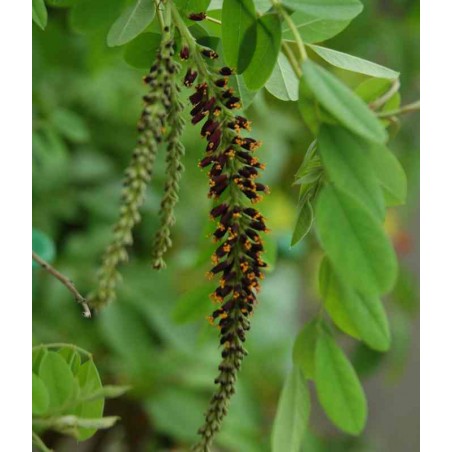 Amorpha fruticosa - summer flowers