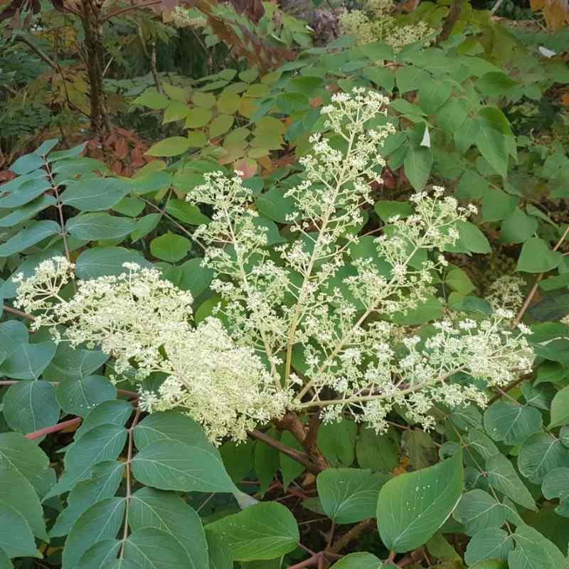 Aralia elata