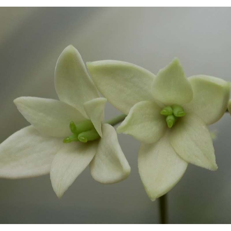 Holboellia latifolia