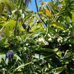 Holboellia latifolia