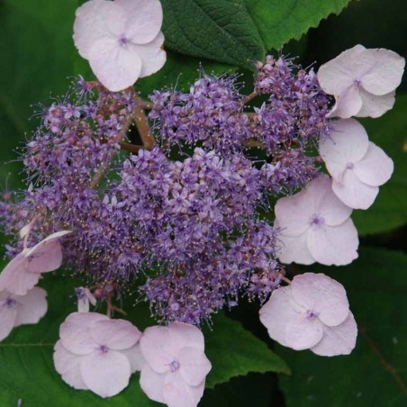 Hydrangea aspera 'Mauvette' Hydrangea aspera 'Mauvette'