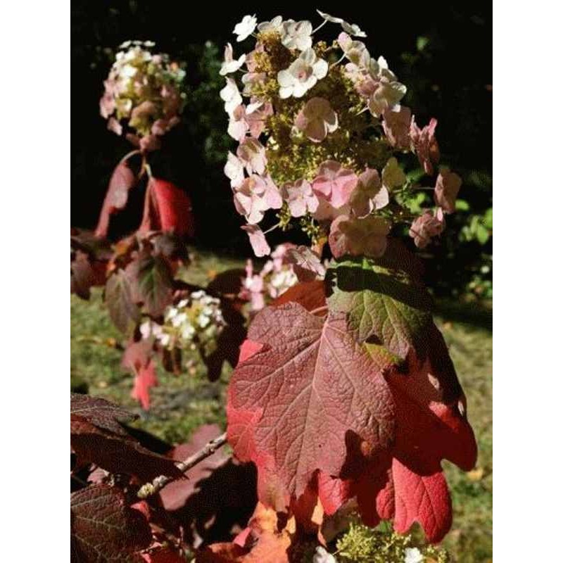 Hydrangea quercifolia 'Burgundy'