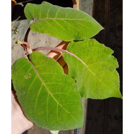 Hydrangea aspera 'Bellevue' - huge leaves