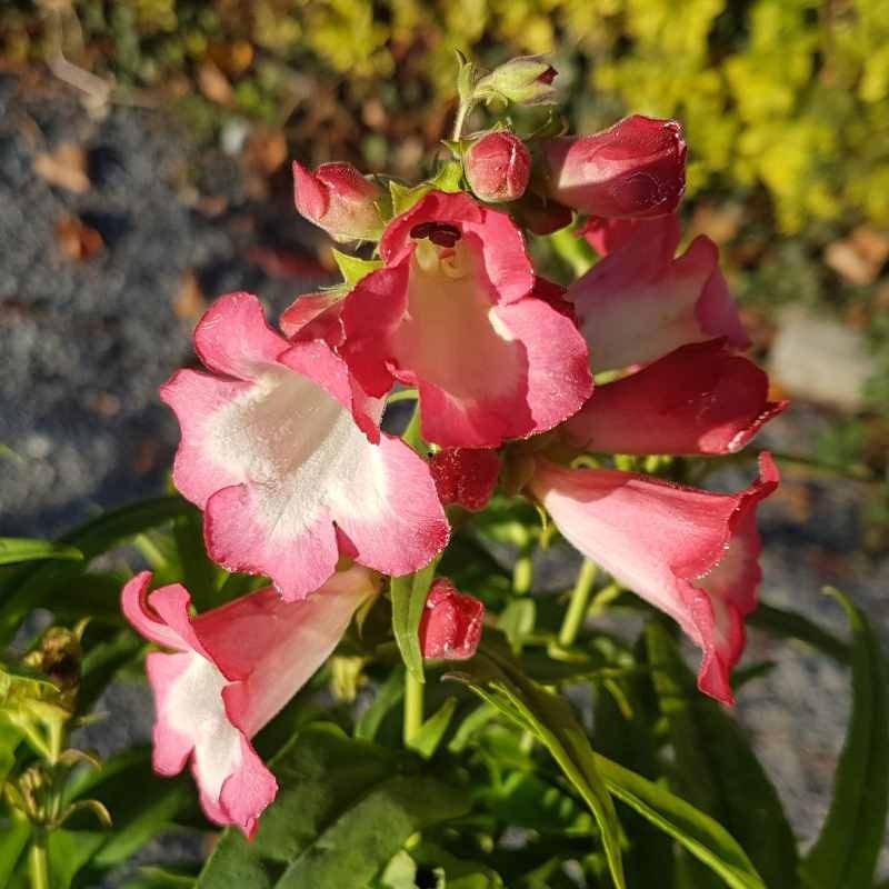 Penstemon 'Pentastic Rose' Penstemon 'Pentastic Rose'