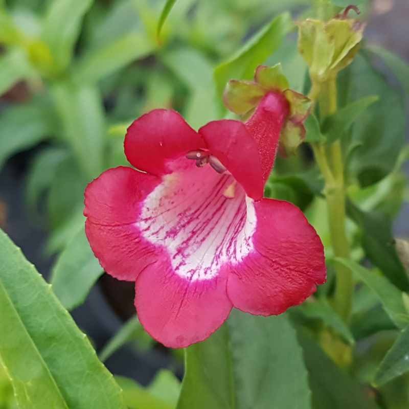 Penstemon 'Pentastic Red' Penstemon 'Pentastic Red'