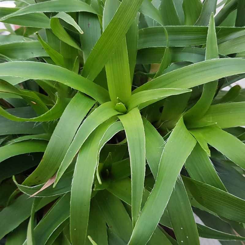 Luzula sylvatica 'Tauernpass' - summer leaves