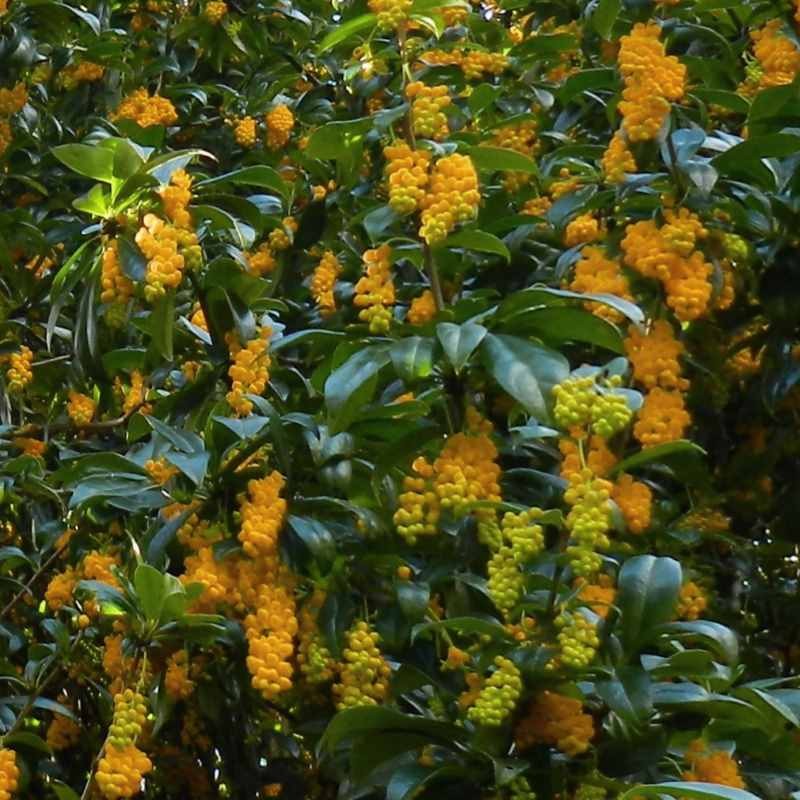 Berberis valdiviana Berberis valdiviana