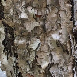 Betula dahurica 'Maurice Foster'